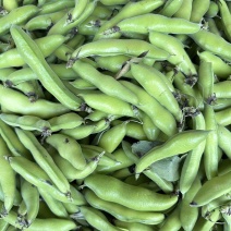 四川大白胡豆豌豆蚕豆兰花豆大量上市供货稳定50t