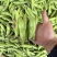 四川大白胡豆豌豆蚕豆兰花豆大量上市供货稳定50t