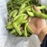 四川大白胡豆豌豆蚕豆兰花豆大量上市供货稳定50t