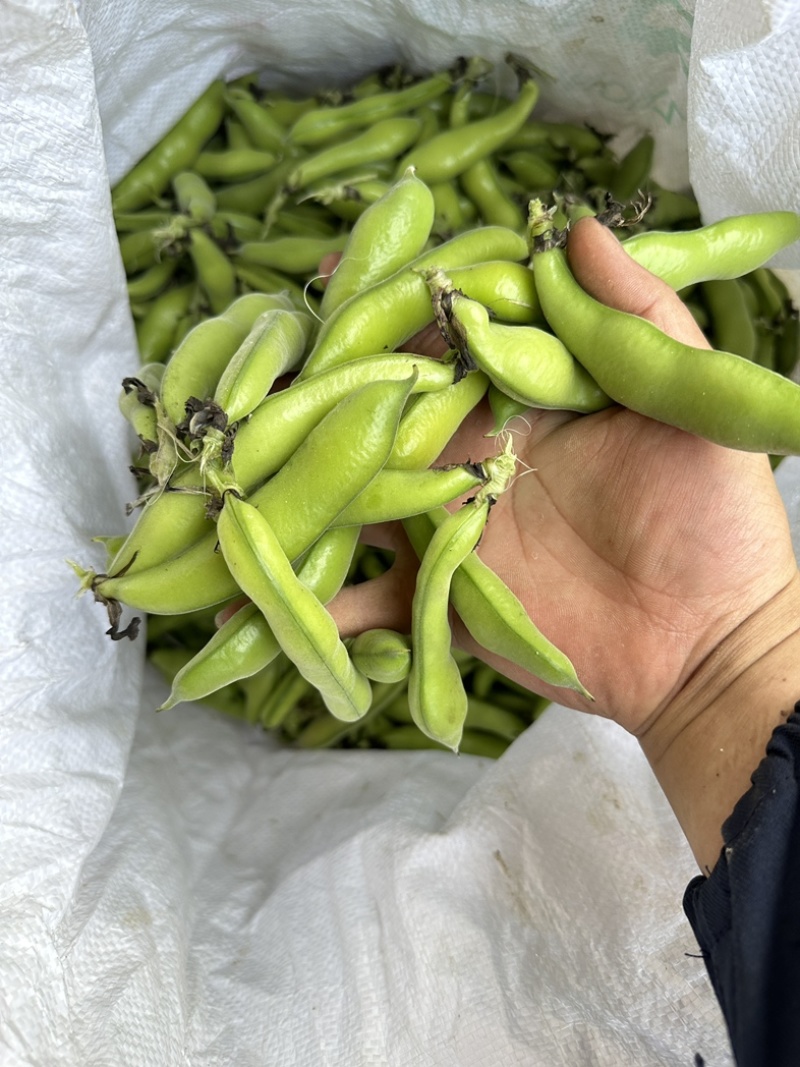 四川大白胡豆豌豆蚕豆兰花豆大量上市供货稳定50t