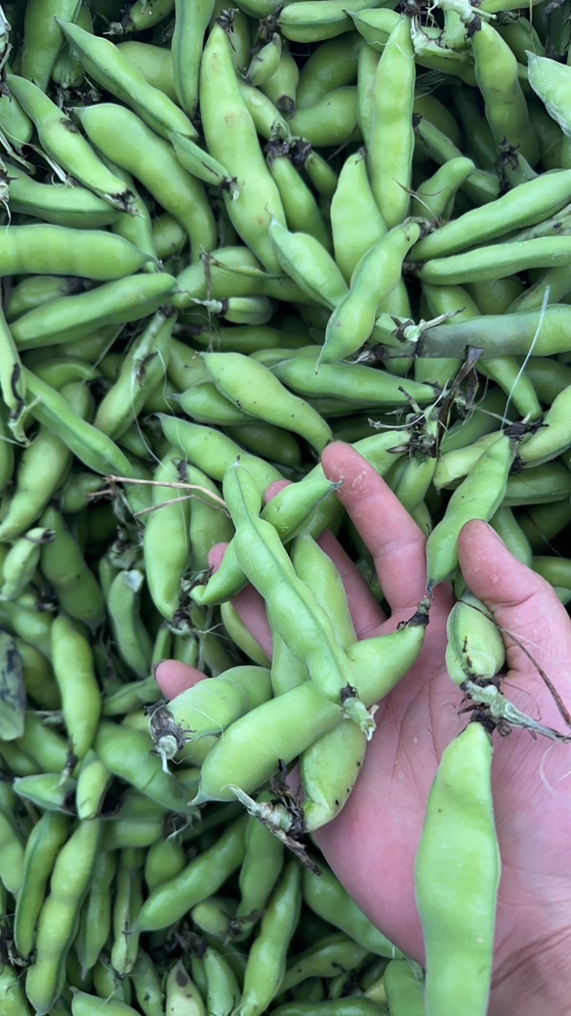 四川大白胡豆豌豆蚕豆兰花豆大量上市供货稳定50t