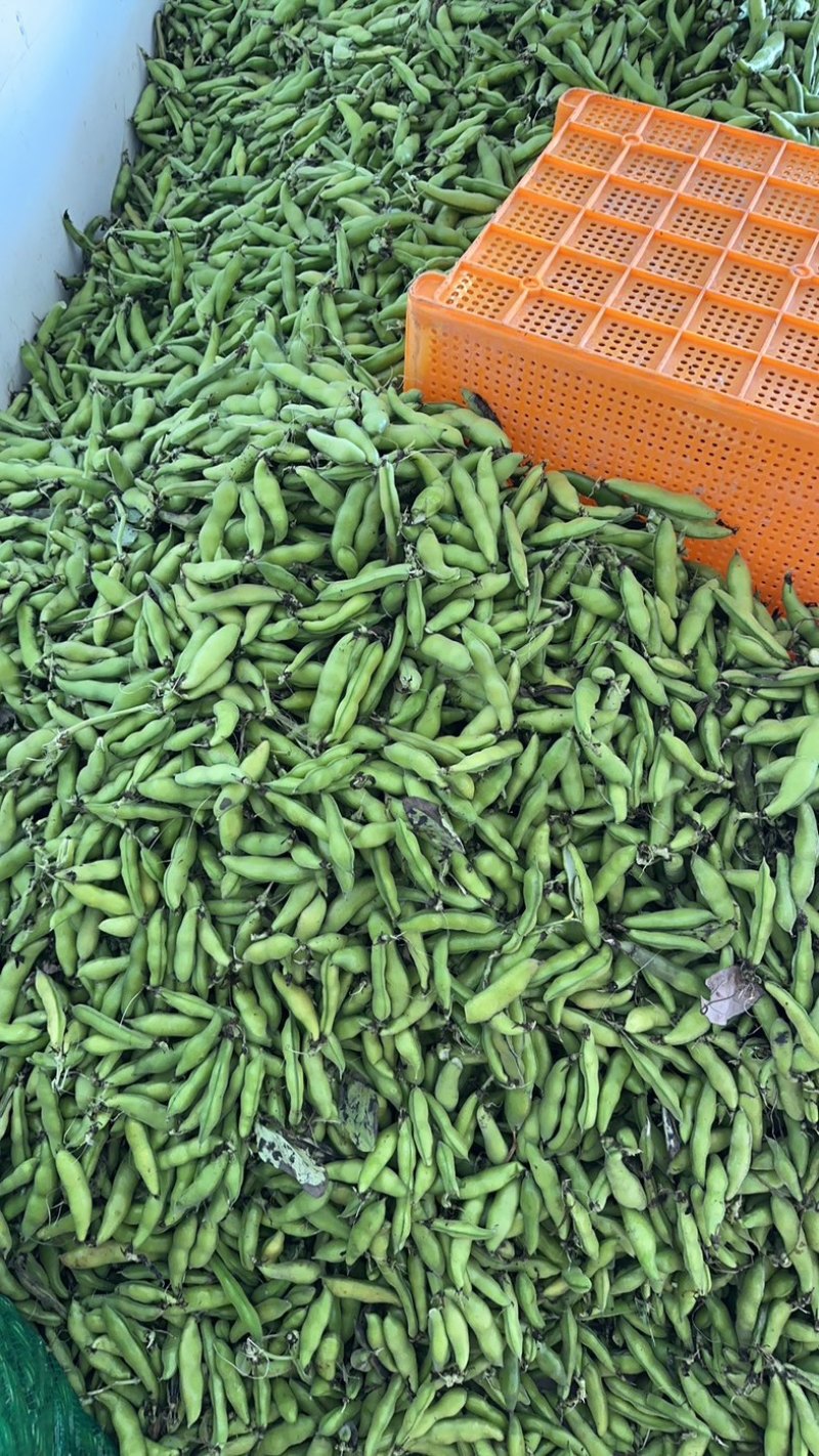 四川大白胡豆豌豆蚕豆兰花豆大量上市供货稳定50t