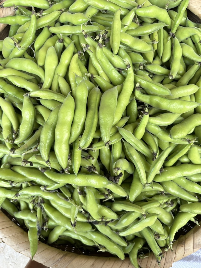 四川大白胡豆豌豆蚕豆兰花豆大量上市供货稳定50t