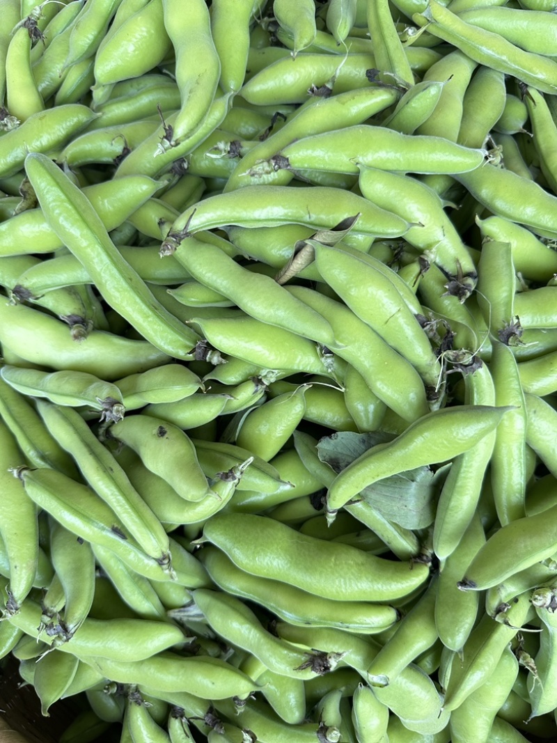 四川大白胡豆豌豆蚕豆兰花豆大量上市供货稳定50t