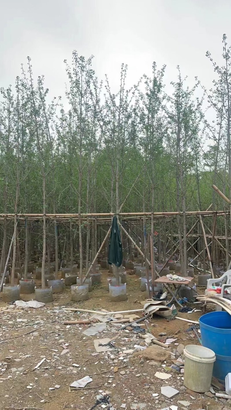 银杏树5～15公分基地直销规格齐全欢迎来电咨询合作