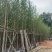 银杏树5～15公分基地直销规格齐全欢迎来电咨询合作