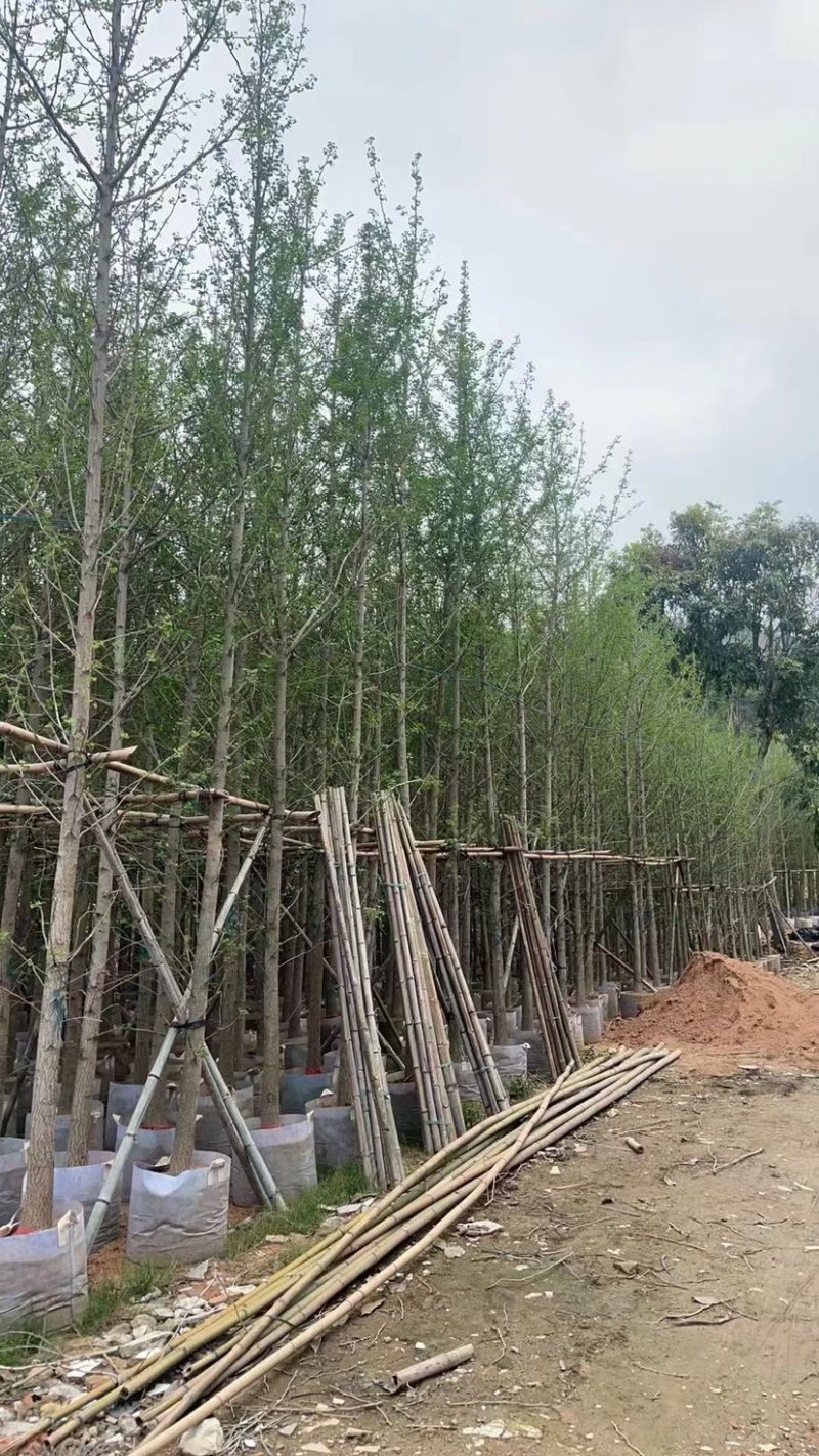 银杏树5～15公分基地直销规格齐全欢迎来电咨询合作