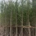 银杏树5～15公分基地直销规格齐全欢迎来电咨询合作