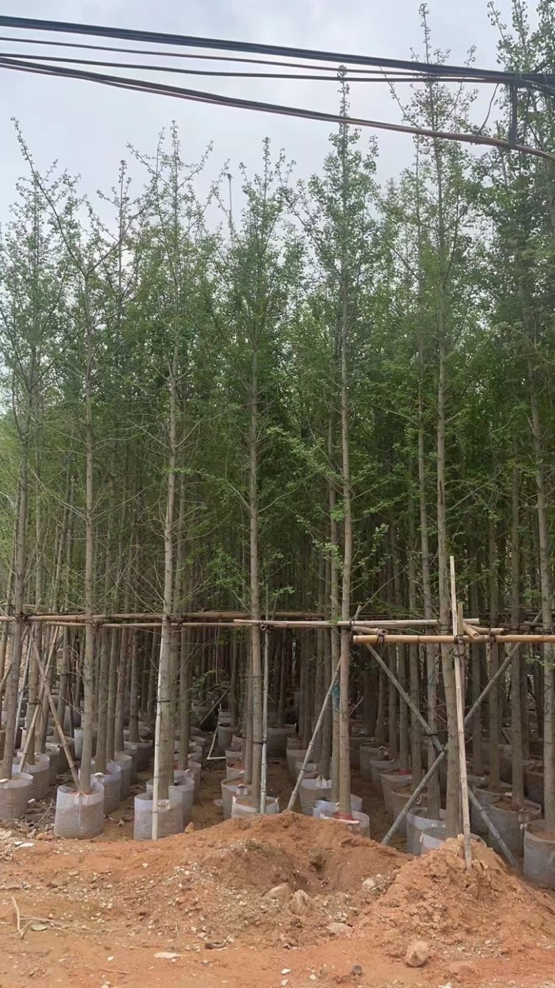 银杏树5～15公分基地直销规格齐全欢迎来电咨询合作