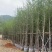 银杏树5～15公分基地直销规格齐全欢迎来电咨询合作