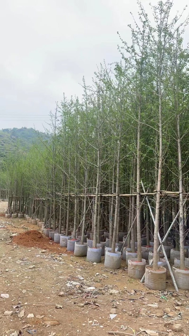 银杏树5～15公分基地直销规格齐全欢迎来电咨询合作