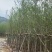 银杏树5～15公分基地直销规格齐全欢迎来电咨询合作
