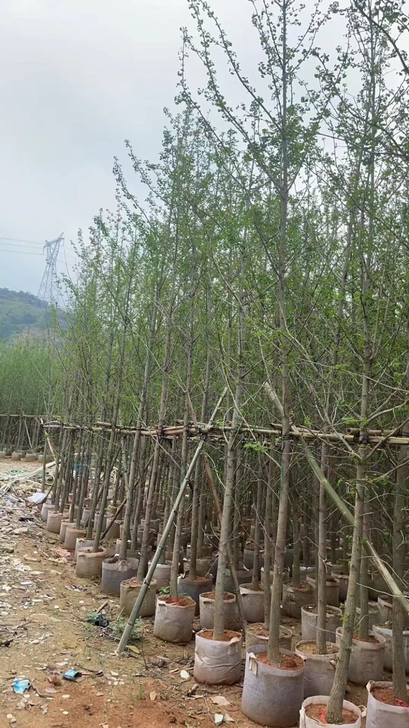 银杏树5～15公分基地直销规格齐全欢迎来电咨询合作