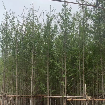 银杏树5～15公分基地直销规格齐全欢迎来电咨询合作