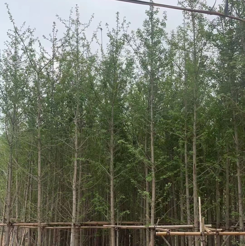 银杏树5～15公分基地直销规格齐全欢迎来电咨询合作