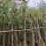 串钱柳（红千层）7～15公分基地直销欢迎来电咨询合作