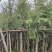串钱柳（红千层）7～15公分基地直销欢迎来电咨询合作