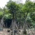 麻楝树5～15公分基地直销规格齐全欢迎来电咨询合作