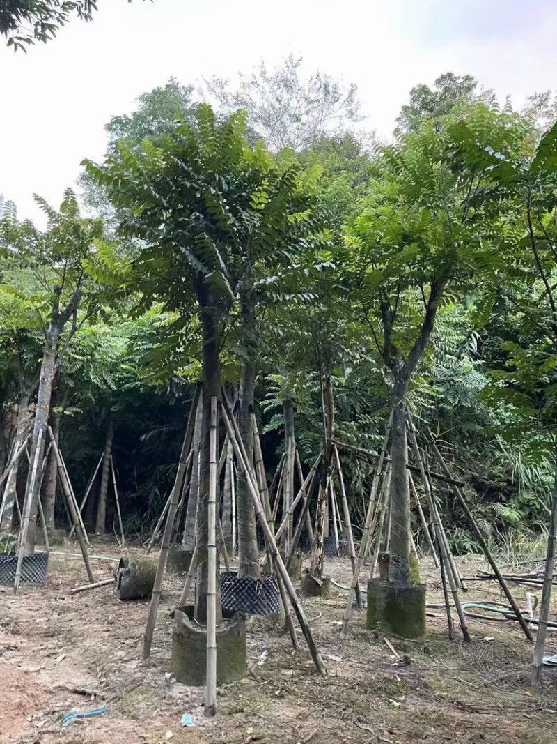 麻楝树5～15公分基地直销规格齐全欢迎来电咨询合作