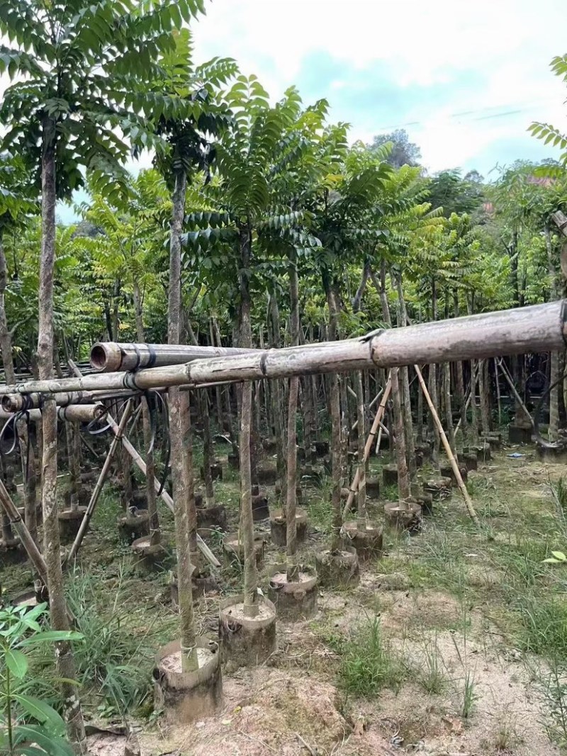 麻楝树5～15公分基地直销规格齐全欢迎来电咨询合作