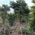 麻楝树5～15公分基地直销规格齐全欢迎来电咨询合作