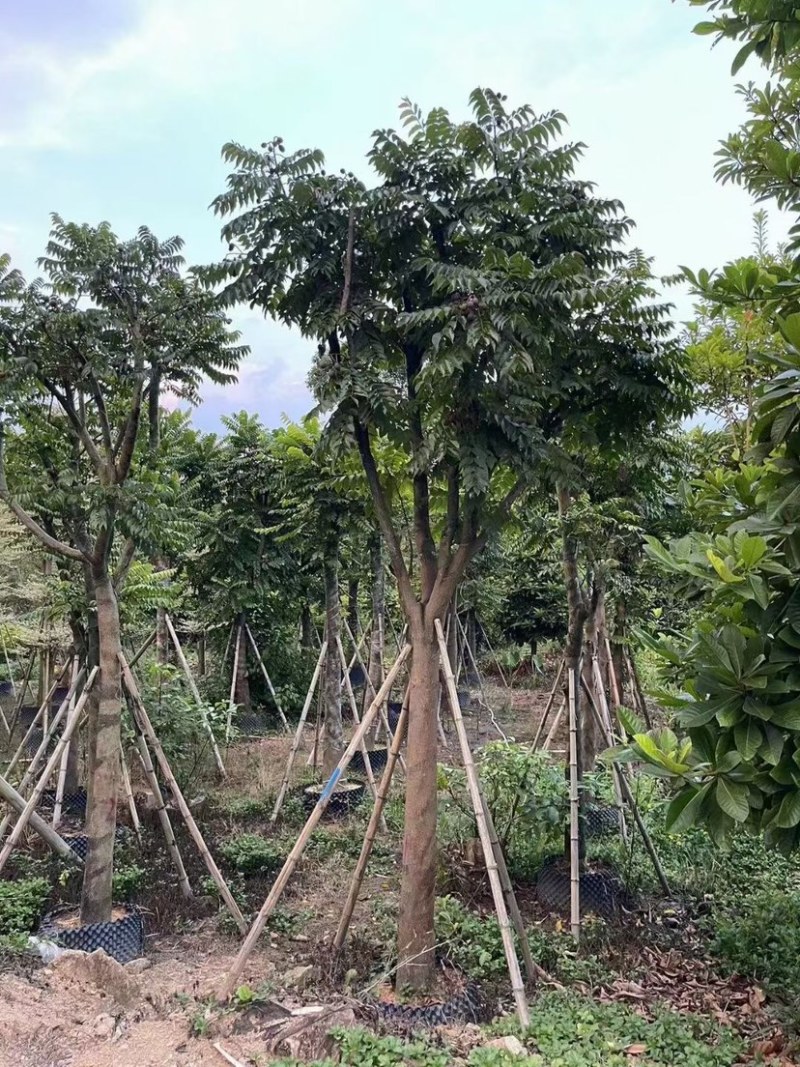 麻楝树5～15公分基地直销规格齐全欢迎来电咨询合作
