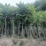 麻楝树5～15公分基地直销规格齐全欢迎来电咨询合作