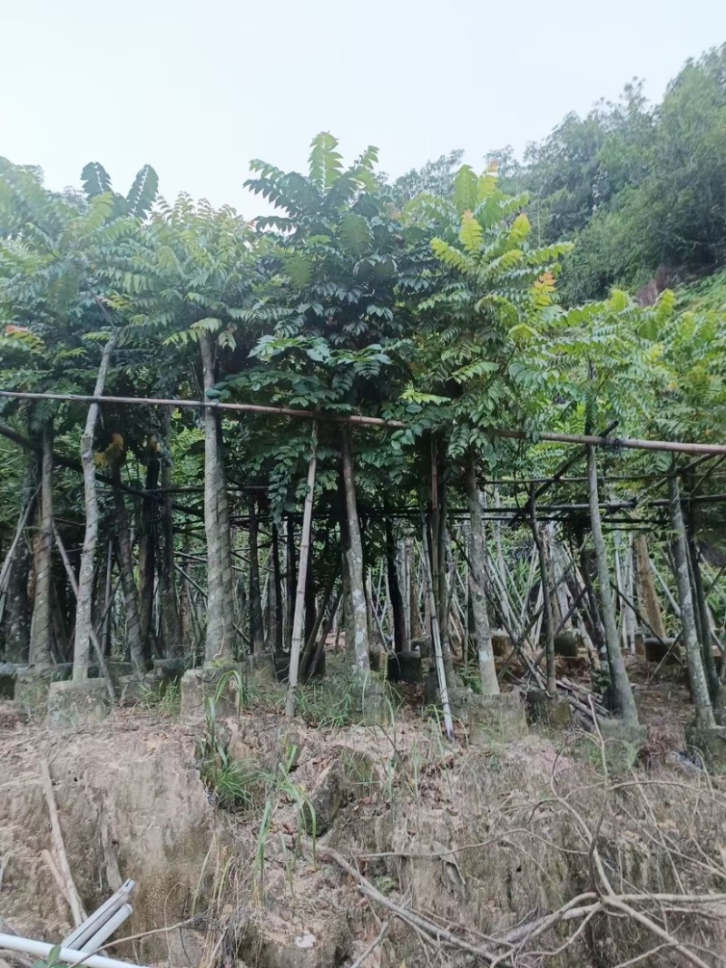麻楝树5～15公分基地直销规格齐全欢迎来电咨询合作