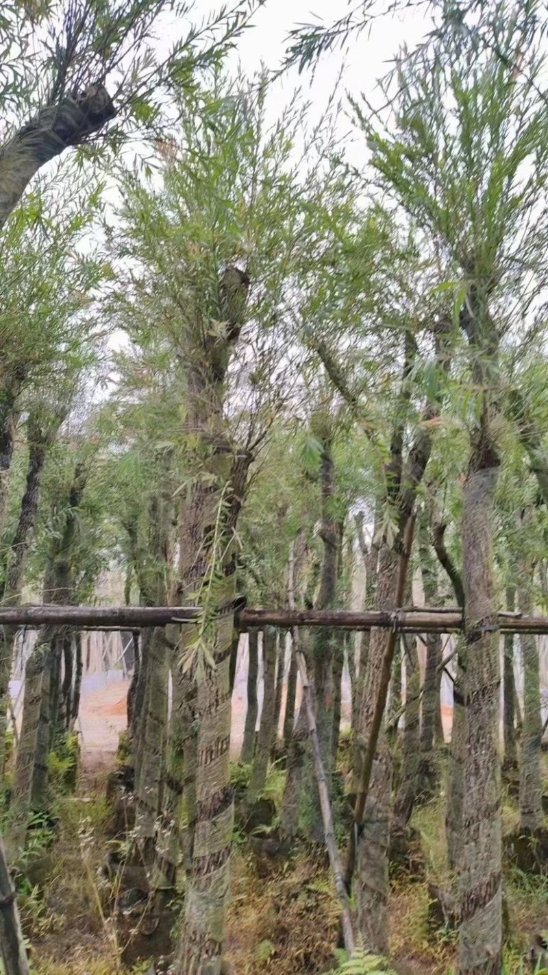 麻楝树5～15公分基地直销规格齐全欢迎来电咨询合作