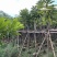 麻楝树5～15公分基地直销规格齐全欢迎来电咨询合作