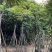 麻楝树5～15公分基地直销规格齐全欢迎来电咨询合作