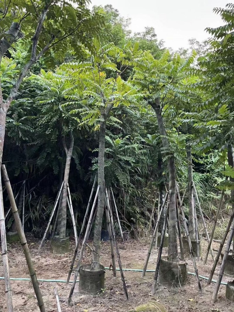 麻楝树5～15公分基地直销规格齐全欢迎来电咨询合作