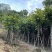 麻楝树5～15公分基地直销规格齐全欢迎来电咨询合作