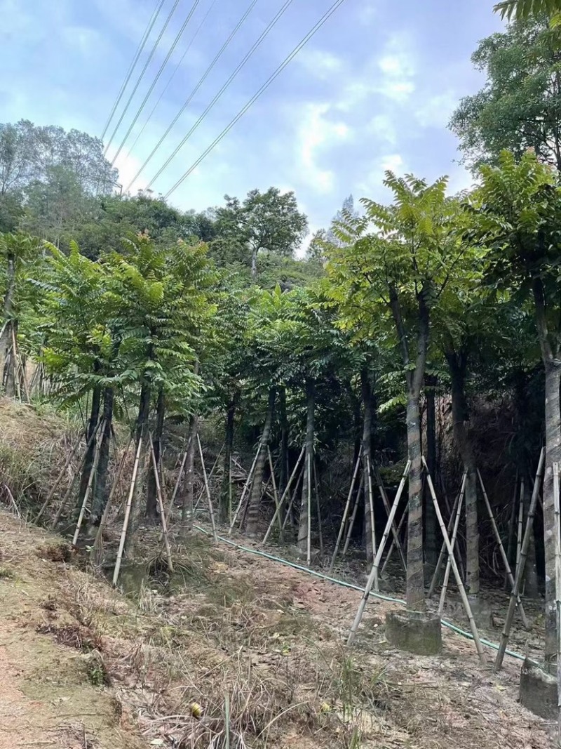 麻楝树5～15公分基地直销规格齐全欢迎来电咨询合作