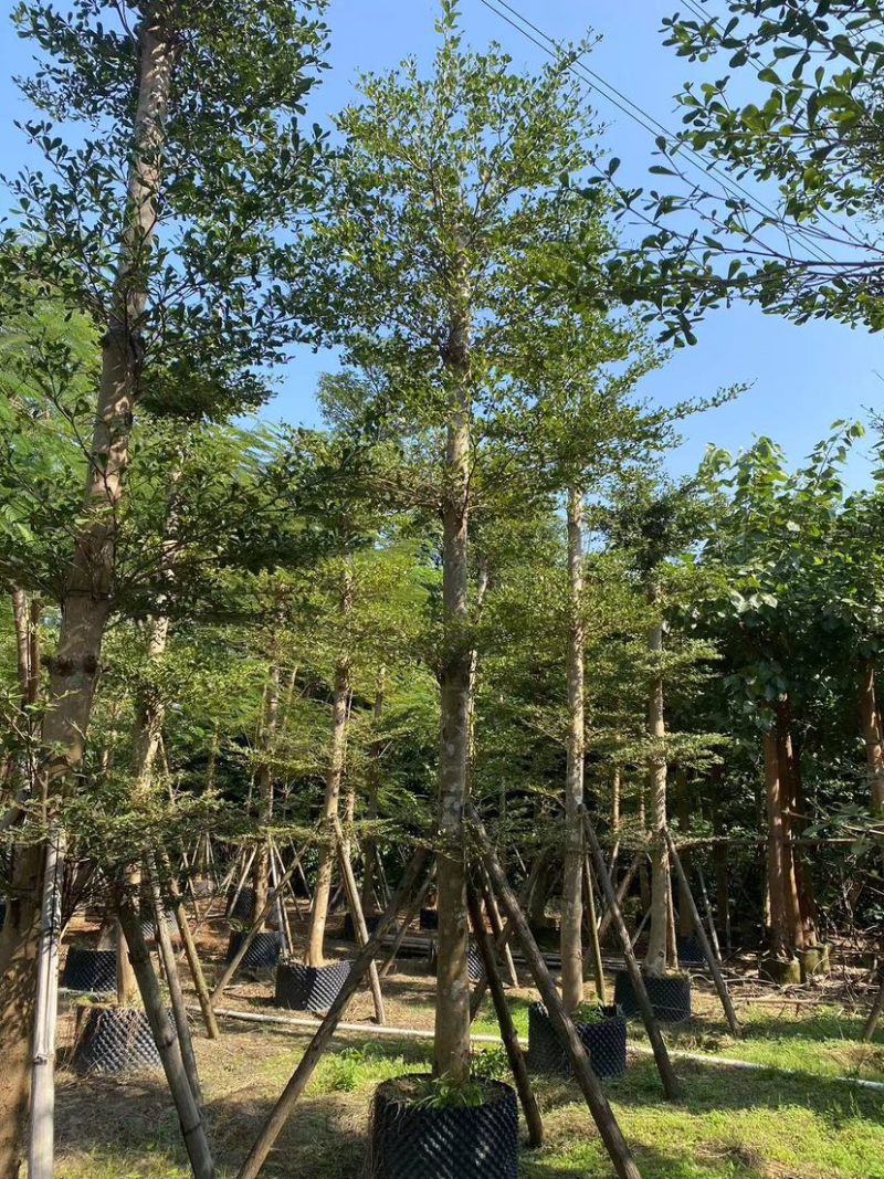 小叶榄仁树10～15公分基地直销规格齐全欢迎来电咨询