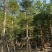 小叶榄仁树10～15公分基地直销规格齐全欢迎来电咨询