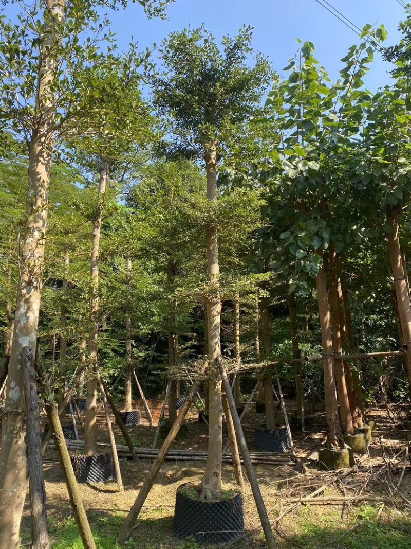 小叶榄仁树10～15公分基地直销规格齐全欢迎来电咨询