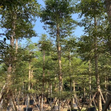 小叶榄仁树10～15公分基地直销规格齐全欢迎来电咨询