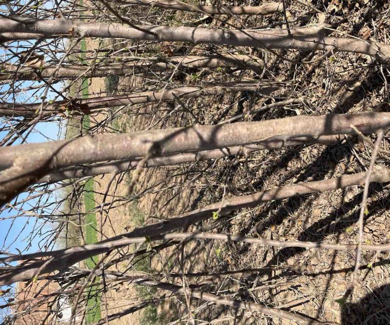 腾地处理天红2号苹果苗，3年生苗，1.5公分到3公分