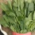 本地小叶菠菜大量上市产地直发