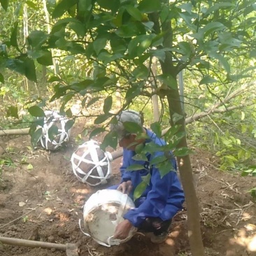 香橼(泡柑)苗香泡苗基地直供量大从优欢迎联系