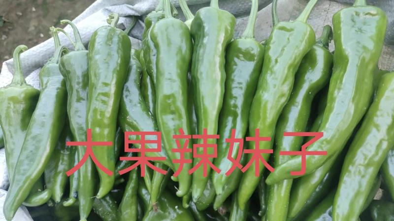 辣妹子苗