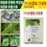 应收75%肟菌酯戊唑醇白粉病炭疽病叶斑黑斑病褐斑病纹枯病
