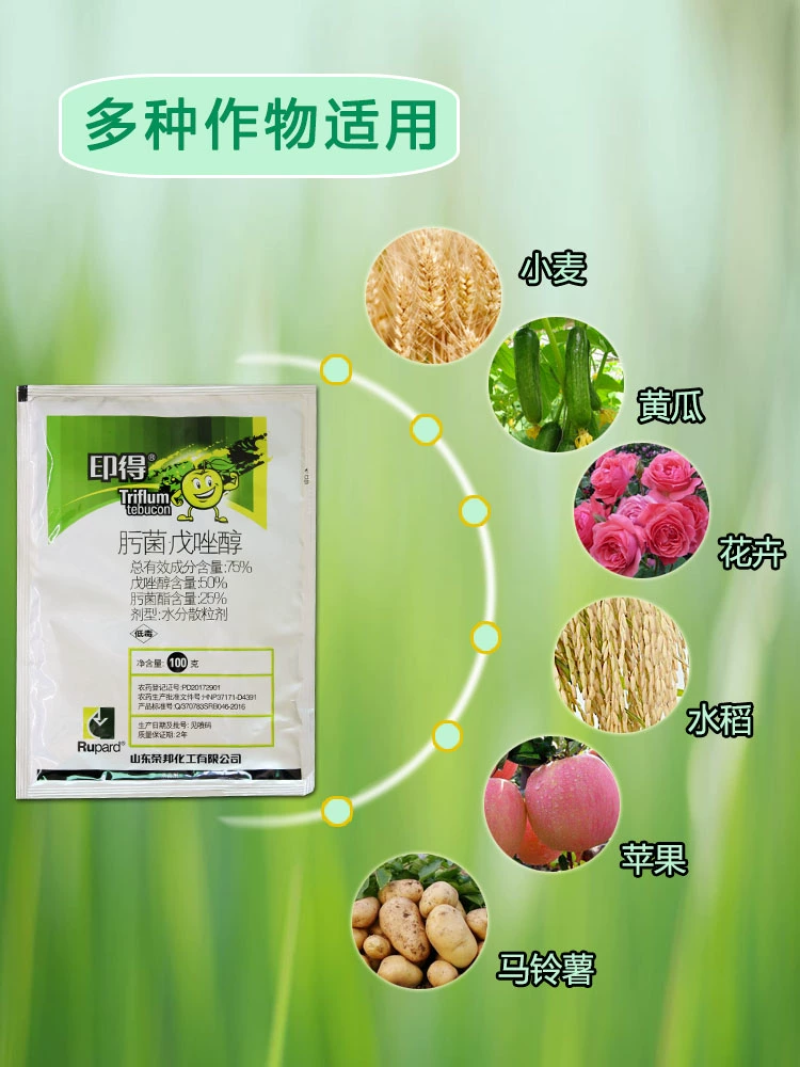 应收75%肟菌酯戊唑醇白粉病炭疽病叶斑黑斑病褐斑病纹枯病