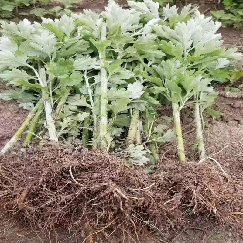 艾草苗正宗大叶四季种植带叶艾苗发货药用艾草苗产量高出绒率