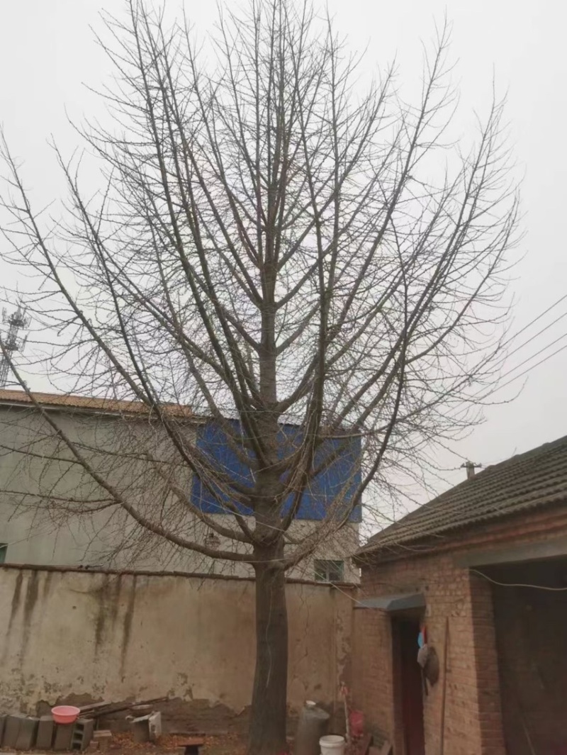 30-40-50公分银杏，基地直销，量大保证成活率，