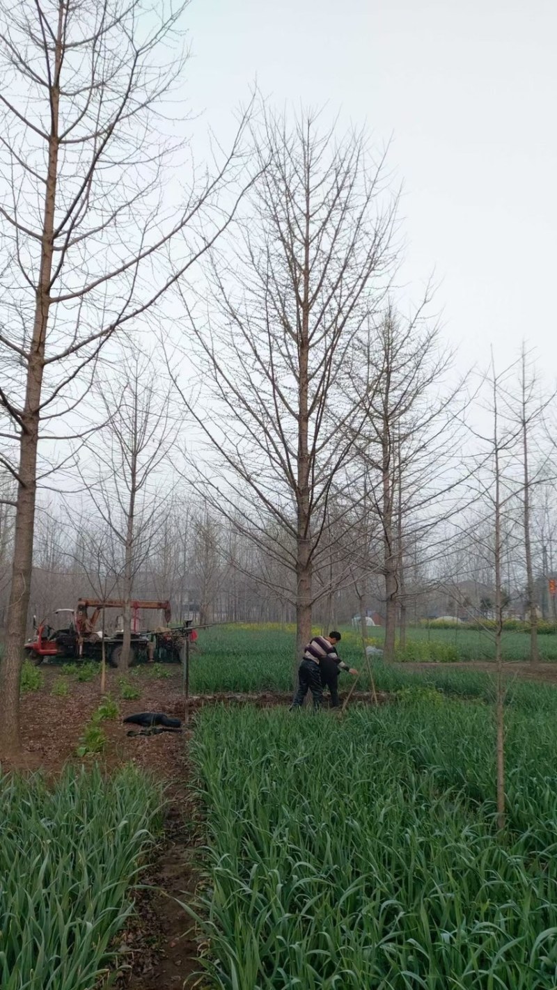 30-40-50公分银杏，基地直销，量大保证成活率，