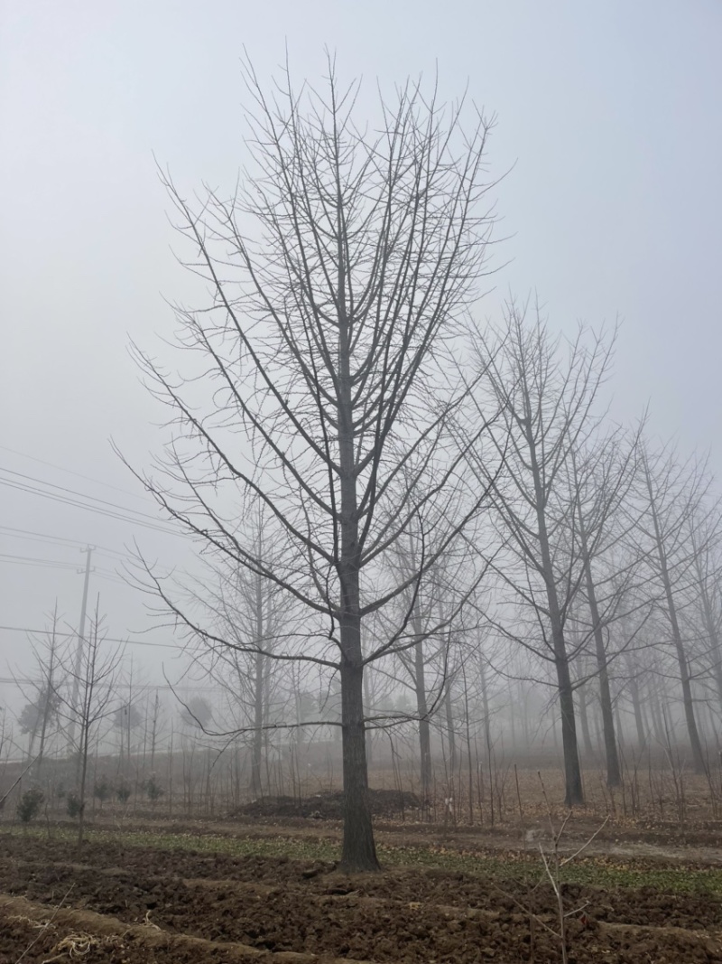 30-40-50公分银杏，基地直销，量大保证成活率，