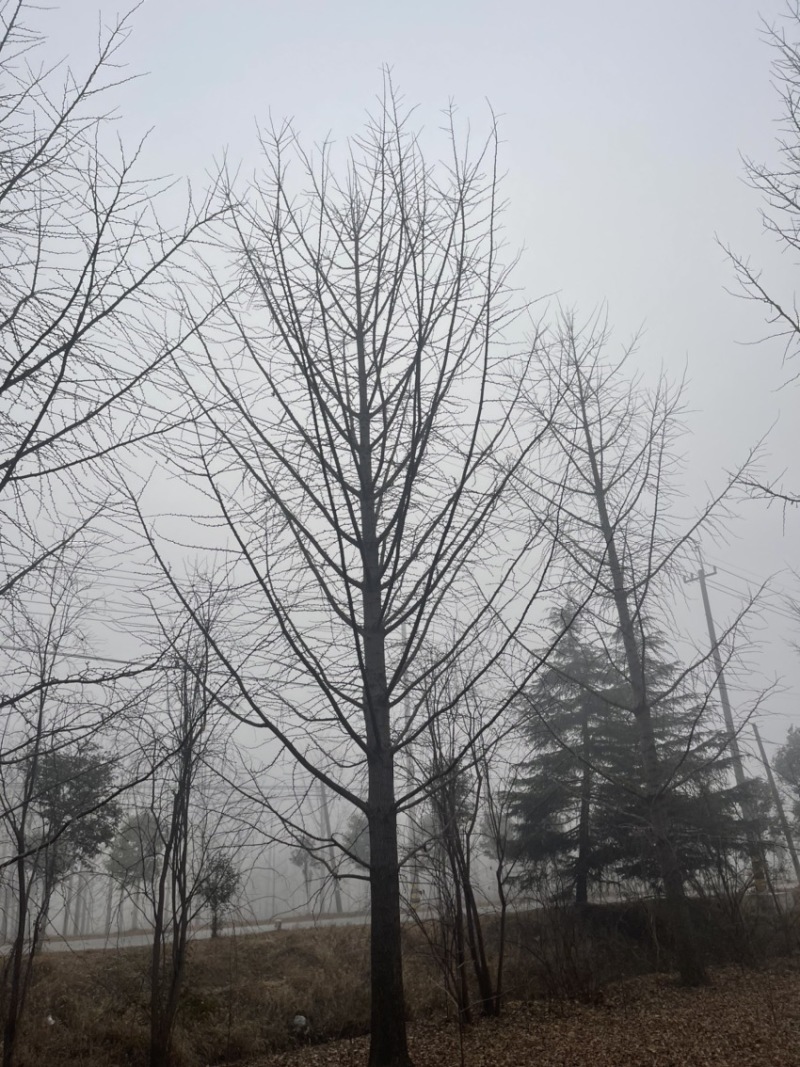 30-40-50公分银杏，基地直销，量大保证成活率，