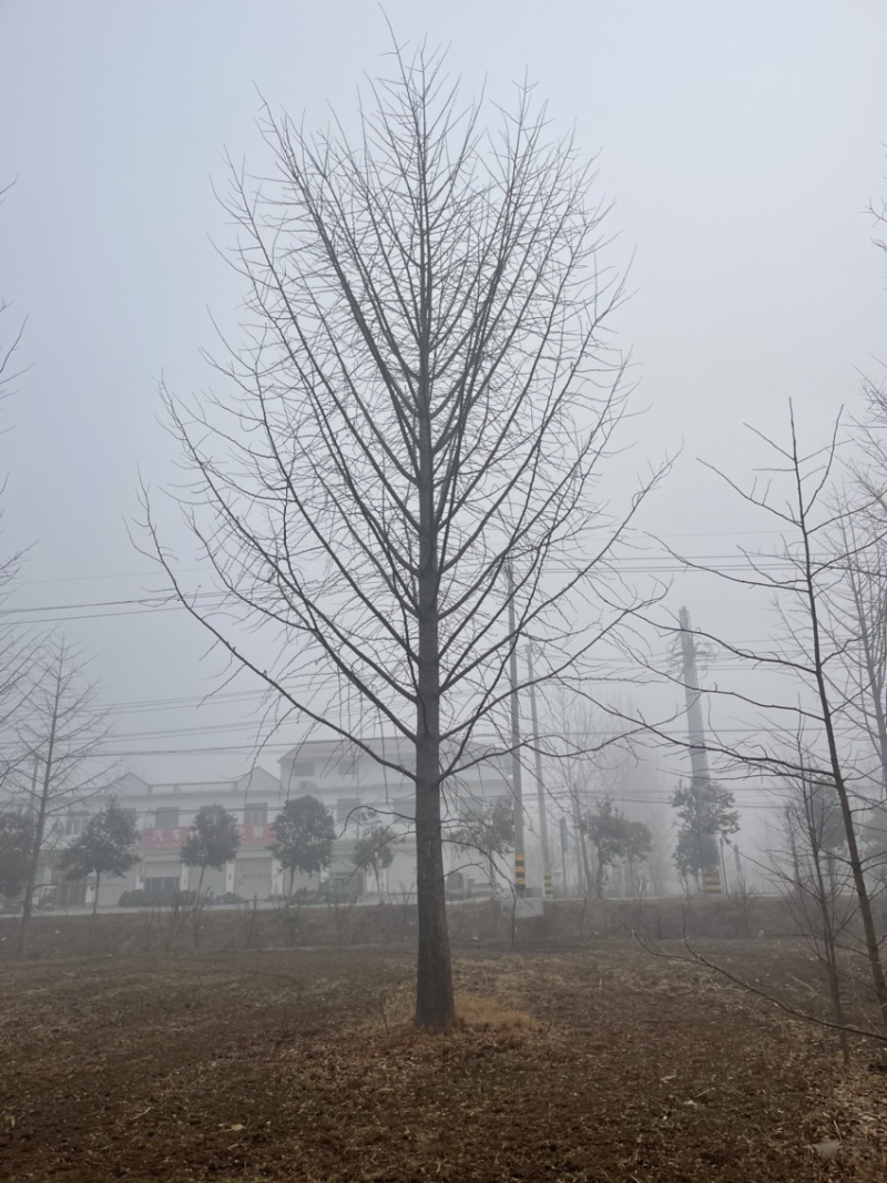 30-40-50公分银杏，基地直销，量大保证成活率，